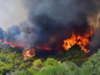 Οριοθετήθηκε η φωτιά στην Ανδρίτσαινα Ηλείας