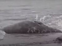 Πάνω από 2.500 νεκρές φώκιες στην Κασπία...