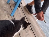 Αθωώθηκε ο νεαρός που κλώτσησε γάτα σε τ...