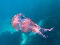 Οι μωβ μέδουσες "κολυμπούν" στ...