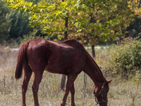 Υπάλληλος ιππικού ομίλου μαστίγωνε άλογο...