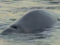 Απίστευτο: Φάλαινα κοντά στην παραλία το...