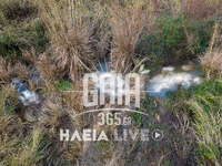 Ηλεία: Συναγερμός στον Αλφειό: Δεκάδες ν...