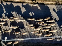 Αιτωλοακαρνανία: Νεκρά ζώα θαμμένα δίπλα...