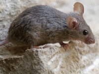 Τα ποντίκια... έκλεισαν το 56ο νηπιαγωγείο Πατρών