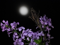 Η Ροζ πανσέληνος φώτισε τον ουρανό