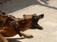 Πάτρα- Άγιος Βασίλειος: Μεγαλόσωμοι σκύλ...