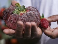 Ισραήλ: Τεράστια φράουλα μπήκε στο Γκίνες!- ΦΩΤΟ