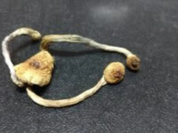 Αστυνομικός σκύλος βρήκε παραισθησιογόνο...