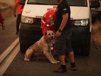 Πώς να προσεγγίσετε έναν σκύλο που επιβί...