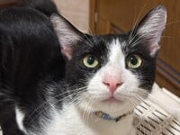 Χάθηκε γάτα στην Πάτρα- Αναζητείται ο Maui