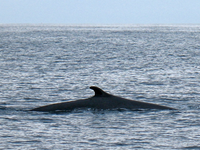 Η τραγική εικόνα μιας φάλαινας που σακατ...