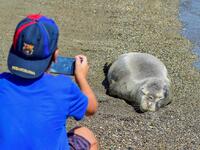 Φώκια βγήκε σε παραλία της Σκοπέλου για ...