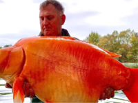 Ψαράς έπιασε το μεγαλύτερο χρυσόψαρο βάρ...