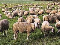 Ευλογιά αιγοπροβάτων: Αυτά είναι τα μέτρ...