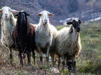 Ευλογιά των αιγοπροβάτων: Συναγερμός ενό...