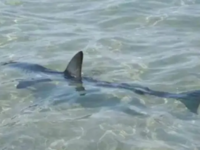 Γέμισαν οι ελληνικές θάλασσες με καρχαρί...