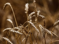 Συνεχίζεται ο πόλεμος για τα σιτηρά - Η ...
