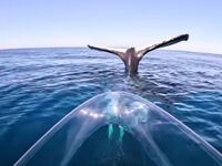 Εντυπωσιακό βίντεο: Φάλαινα κάνει ιστιοπλοΐα ουράς