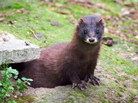 Δανία: Νομική εμπλοκή γύρω από την μαζικ...