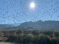 Το εντυπωσιακό θέαμα με τα πουλιά που με...