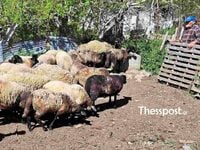 «Ήταν οικογένειά μου»: Συγκινεί κτηνοτρό...