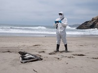 Γρίπη των πτηνών: Σχεδόν 22.000 θαλασσοπ...