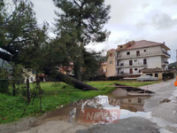 Καλάβρυτα: Πεύκο ξεριζώθηκε και «σήκωσε» τον δρόμο