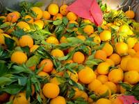 Την Κυριακή στον Αλισσό η 4η Γιορτή Πορτοκαλιού