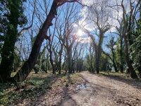 Θανατηφόρα ασθένεια «θερίζει» υπεραιωνόβ...