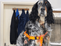 Η συγκλονιστική διάσωση μιας σκυλίτσας σ...