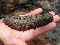 Το αγγούρι της... θάλασσας περιζήτητος μ...