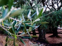 Αχαΐα: Σωτήριες οι βροχές για τα ελαιόδε...