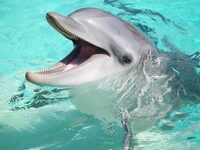 Γρίπη των πτηνών: Κρούσματα καταγράφηκαν...