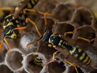 Κόρινθος: Σμήνος από σφήκες επιτέθηκαν σ...