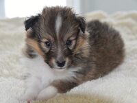 Κτηνωδία: Πυροβόλησε και σκότωσε σκύλο, ...