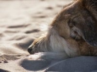 Πέλλα: Επίθεση από αδέσποτο σκύλο δέχθηκ...