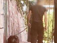 Βύρωνας: Βάζει πιτ μπουλ να σκοτώνει γάτ...