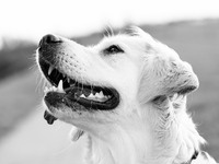 Πάτρα: Έσερναν με τη βία, σκύλο προς τη θάλασσα