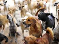 Πάτρα: Αδυναμία να πληρώσει τα 76.600 ευ...