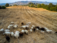 Δήμος Δυτικής Αχαΐας: Στα «κάγκελα» για ...