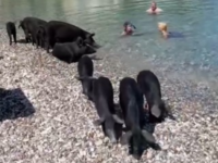 Ιόνιο: Κολυμπώντας με γουρουνάκια στο νη...