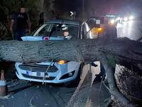 Δέντρο έπεσε σε εν κινήσει ΙΧ- Τυχερός… στην ατυχία του ο οδηγός! - ΦΩΤΟ