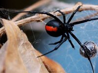 Τι προκαλεί το τσίμπημα της "μαύρης...