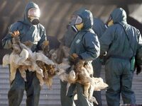 Γρίπη των πτηνών: Πενήντα εκατομμύρια πο...