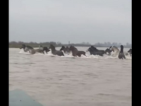 Εντυπωσιακό βίντεο από το Δέλτα του Έβρο...