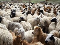 Δυτική Ελλάδα: Εντατικοί έλεγχοι μετά τη...