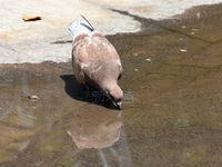 Καύσωνας: Υποχωρεί με φαινόμενα που ευνο...