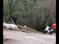 Viral το βίντεο με τον διανομέα που ταΐζ...