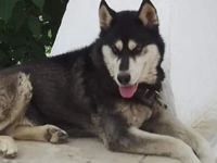 Αίτηση για νέο πραγματογνώμονα στην υπόθ...